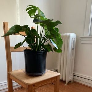 Meet your Posher, Sylvia